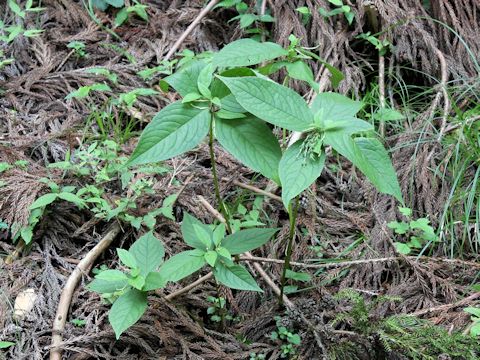 Chloranthus serratus