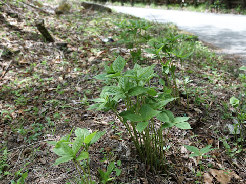 Chloranthus serratus