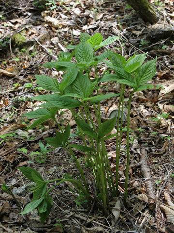 Chloranthus serratus