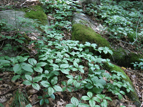 Chloranthus serratus