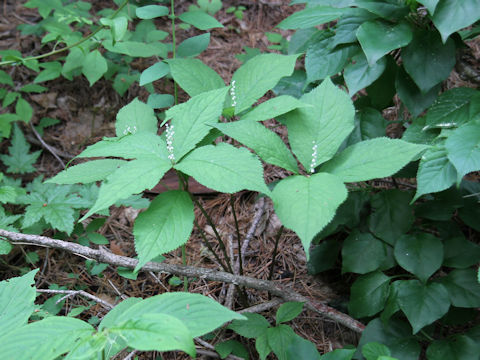 Chloranthus serratus