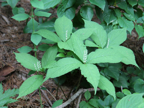 Chloranthus serratus