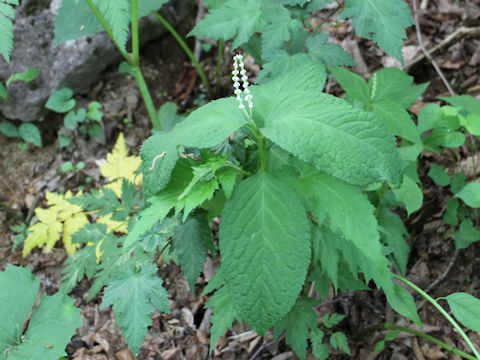 Chloranthus serratus