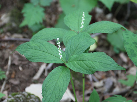 Chloranthus serratus