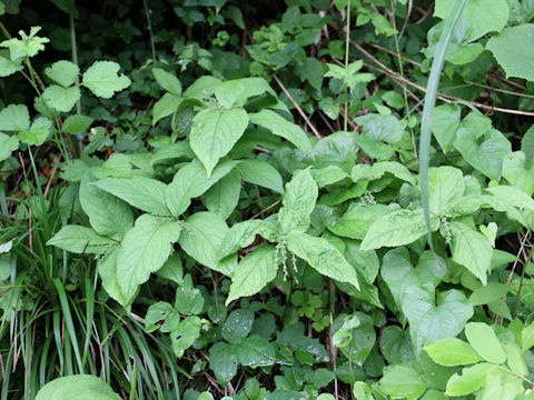 Chloranthus serratus