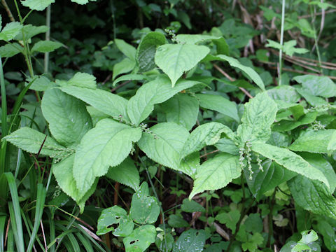 Chloranthus serratus