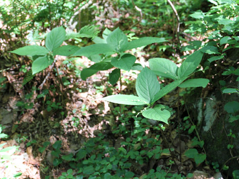 Chloranthus serratus