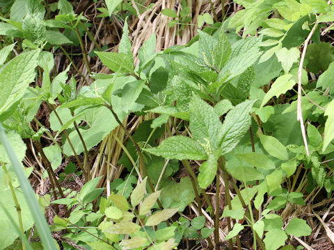 Chloranthus serratus