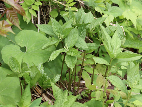 Chloranthus serratus