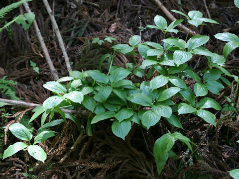 Chloranthus serratus