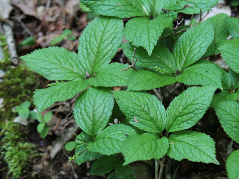 Chloranthus serratus