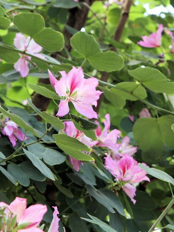 Bauhinia variegata