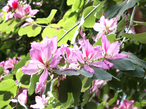 Bauhinia variegata