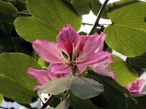 Bauhinia variegata