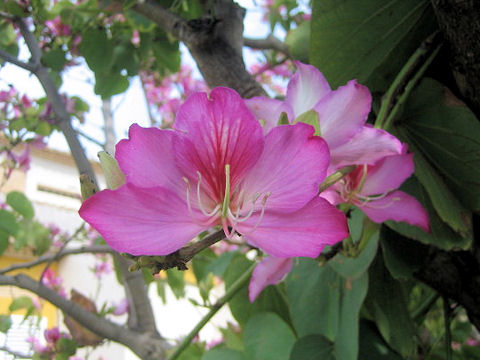 Bauhinia variegata