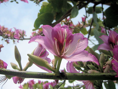 Bauhinia variegata