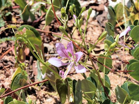 Bauhinia variegata