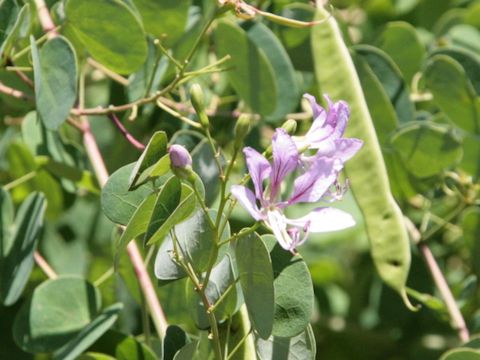 Bauhinia variegata