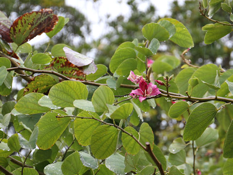 Bauhinia variegata