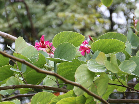 Bauhinia variegata