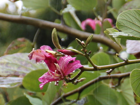 Bauhinia variegata