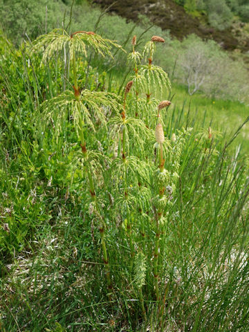 Equisetum sylvaticum