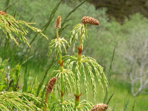 Equisetum sylvaticum