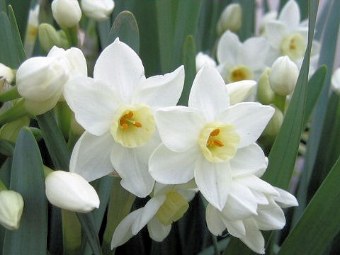 Narcissus tazetta var. tazetta