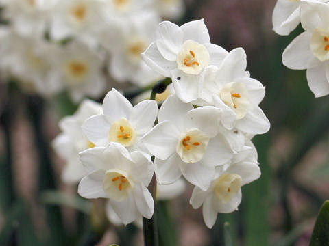 Narcissus tazetta var. tazetta