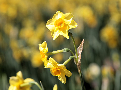 Narcissus tazetta var. tazetta