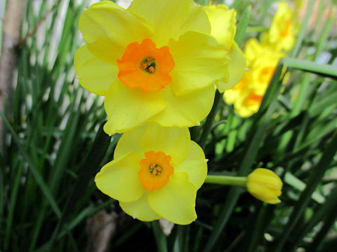 Narcissus tazetta var. tazetta