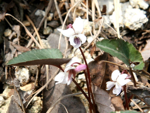 Viola sieboldii