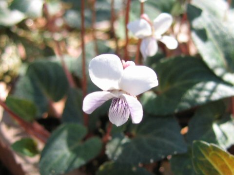 Viola sieboldii