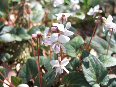 Viola sieboldii