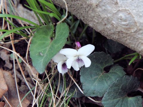 Viola sieboldii