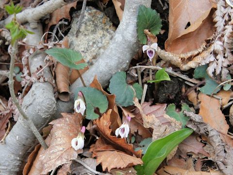 Viola sieboldii