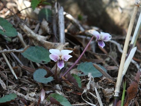 Viola sieboldii