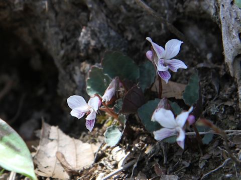 Viola sieboldii