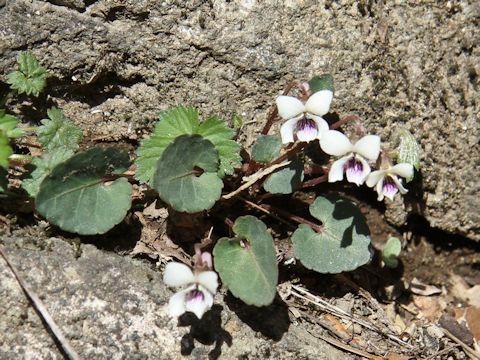 Viola sieboldii