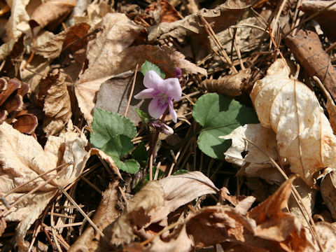 Viola sieboldii