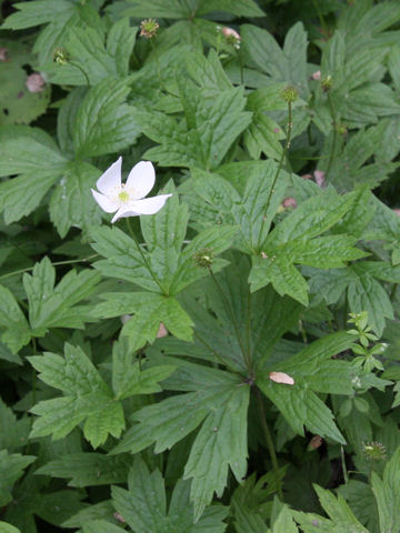 Anemone dichotoma