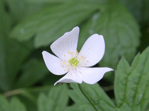 Anemone dichotoma