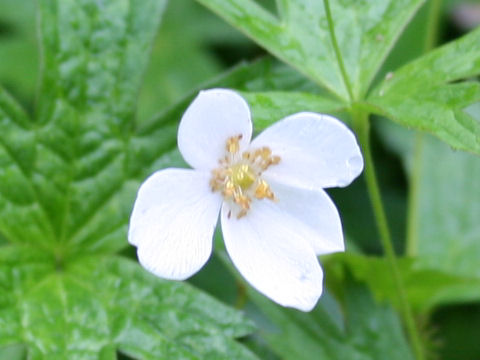 Anemone dichotoma