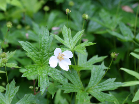 Anemone dichotoma