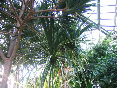 Pandanus veitchii