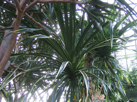 Pandanus veitchii