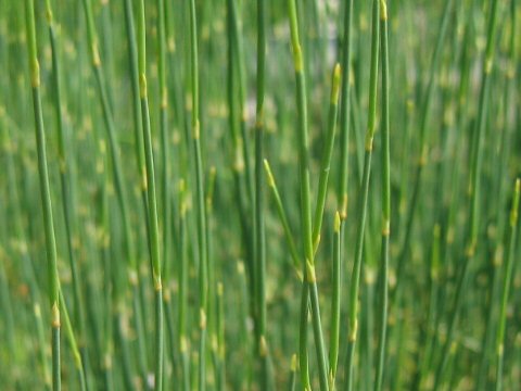 Ephedra distachya