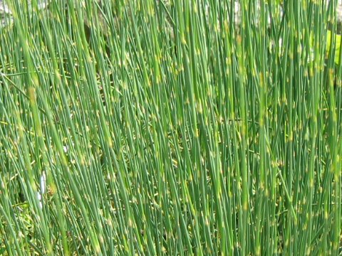 Ephedra distachya