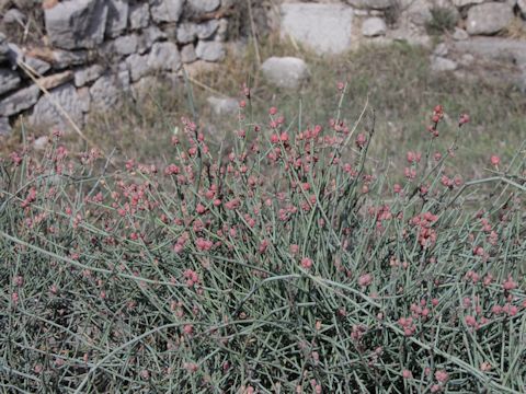 Ephedra distachya