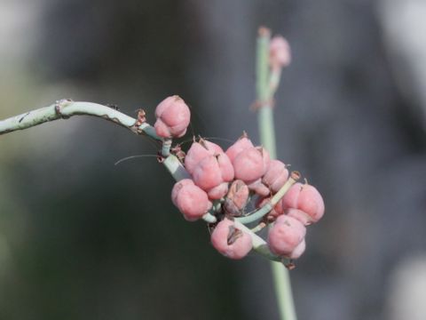 Ephedra distachya